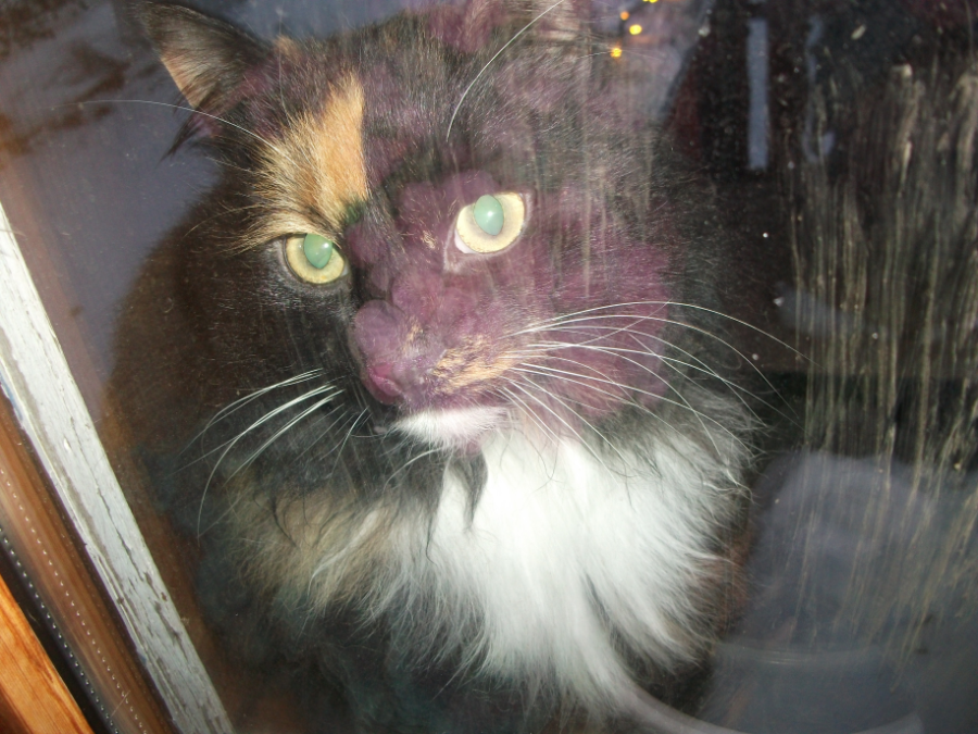 DSCF1493.JPG