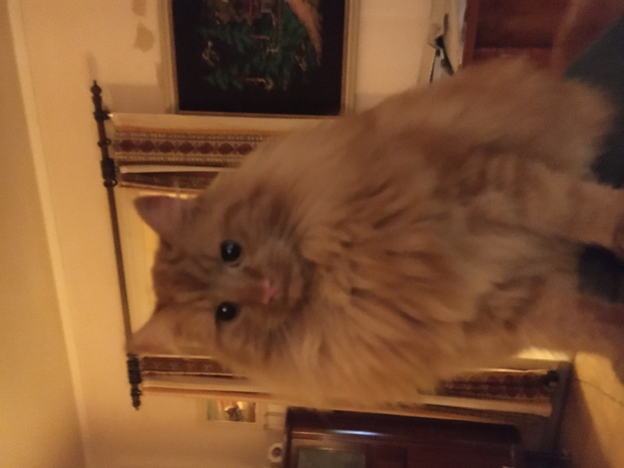 IMG_1106.jpeg