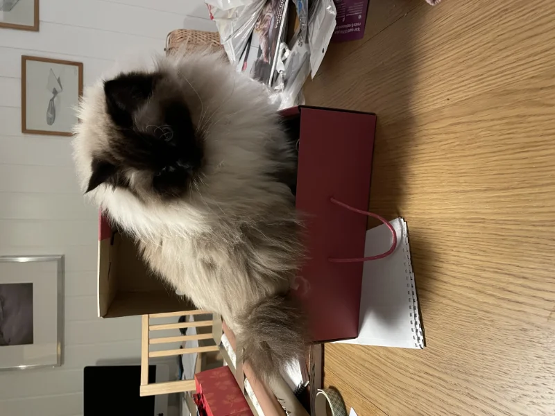IMG_0912.jpeg